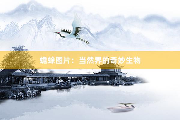 蟾蜍图片：当然界的奇妙生物